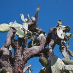 Prickly Pear Cactus