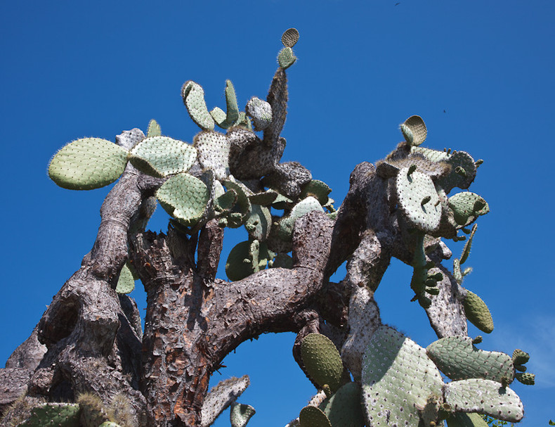 Prickly Pear Cactus