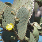 Prickly Pear Cactus