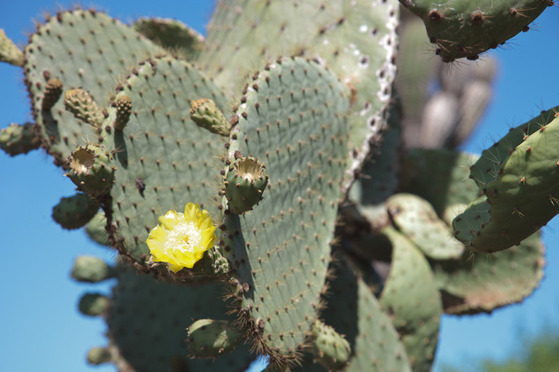 Prickly Pear Cactus