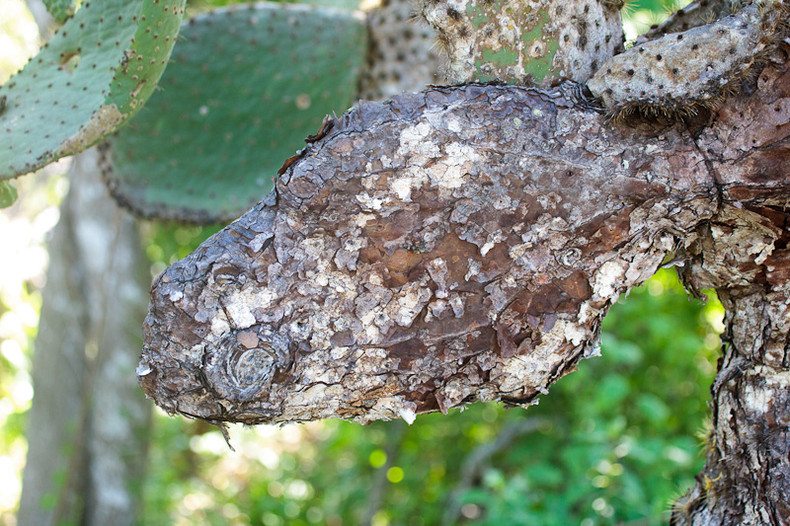 Prickly Pear Cactus