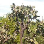 Prickly Pear Cactus