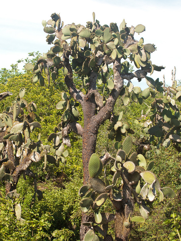 Prickly Pear Cactus