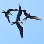 Frigate Bird