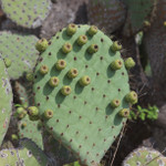 Prickly Pear Cactus