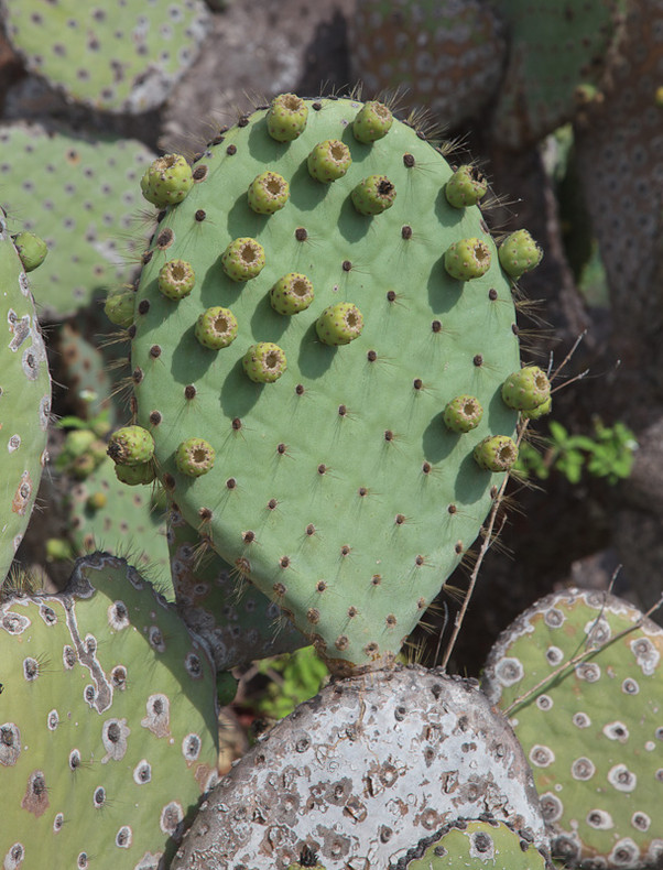 Prickly Pear Cactus