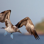 Blue-footed Boobie