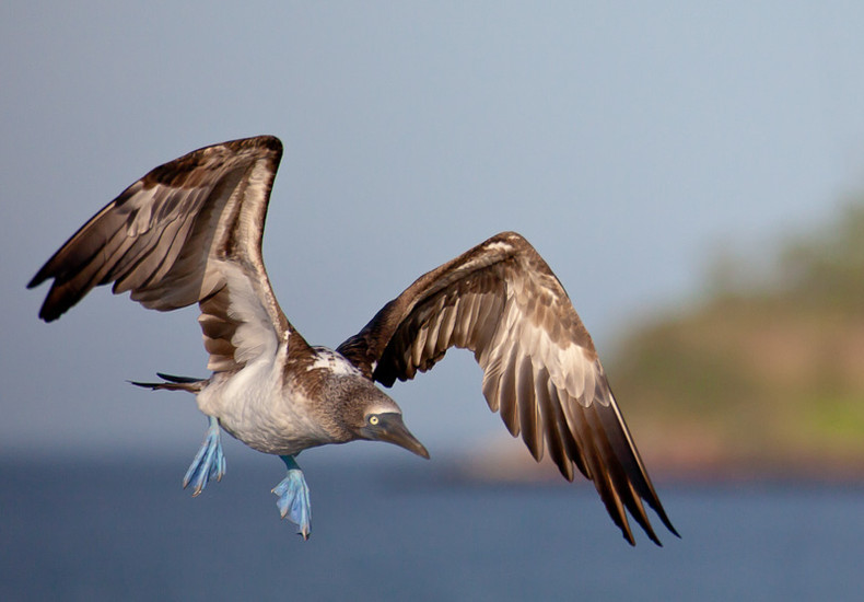 Blue-footed Boobie