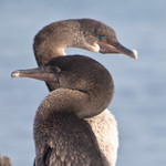 Flightless Cormorant