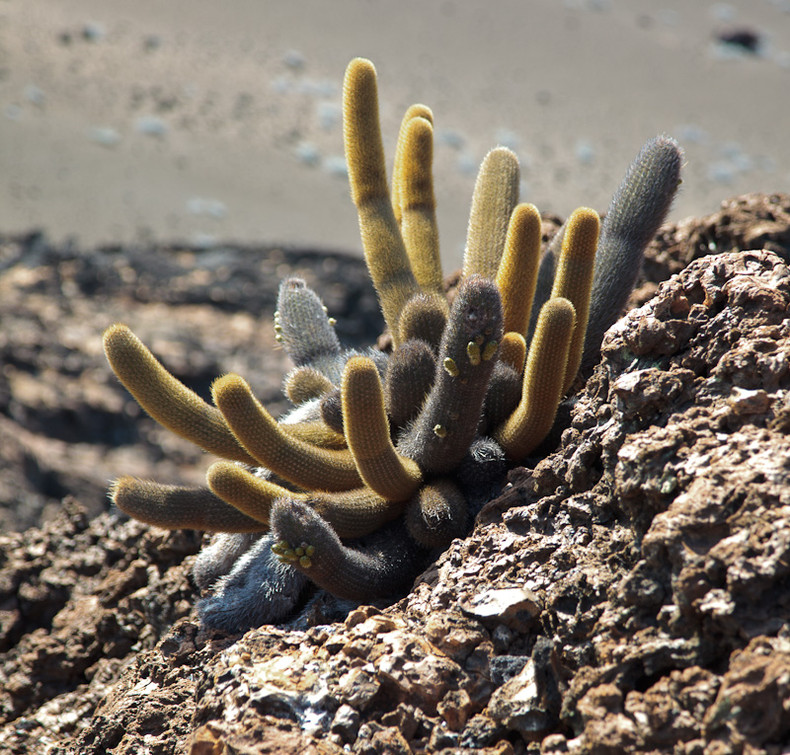 Lava cactus