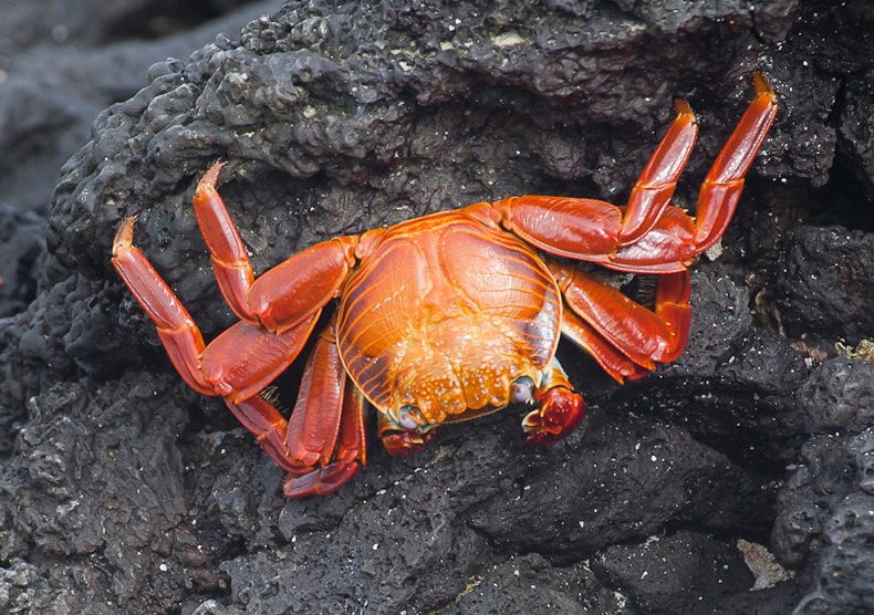 Sally Lightfoot Crab