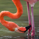 Galapagos Flamingo