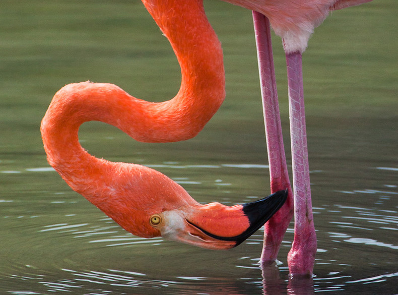 Galapagos Flamingo