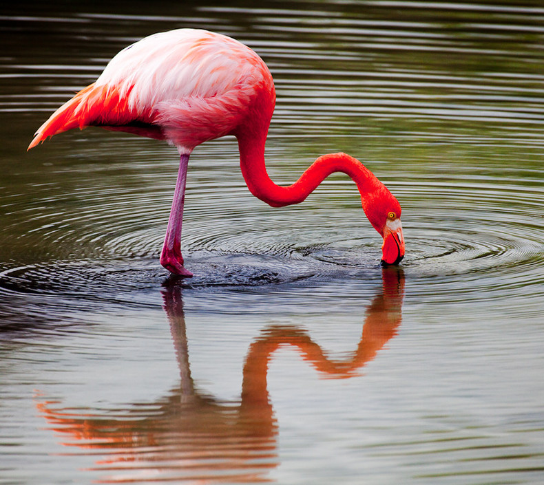 Galapagos Flamingo