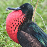 Frigate Bird