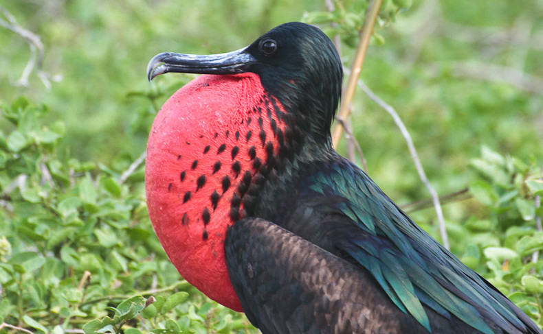 Frigate Bird