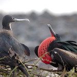 Frigate Bird