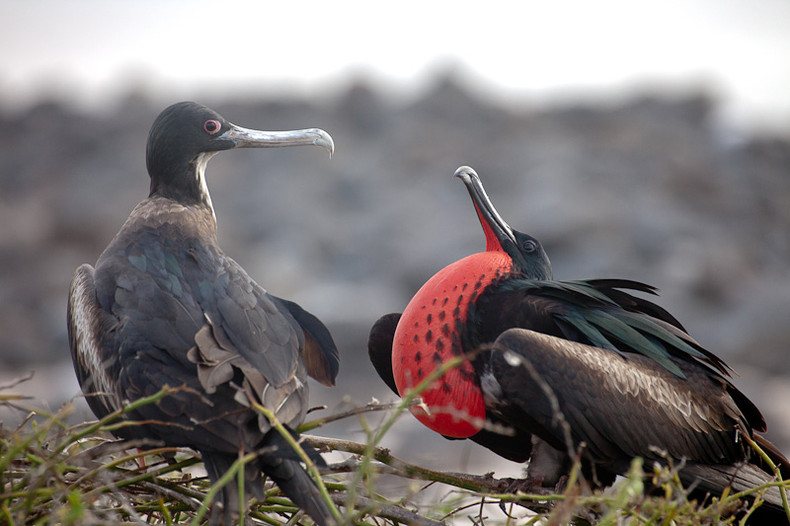 Frigate Bird