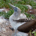 Blue-footed Boobie