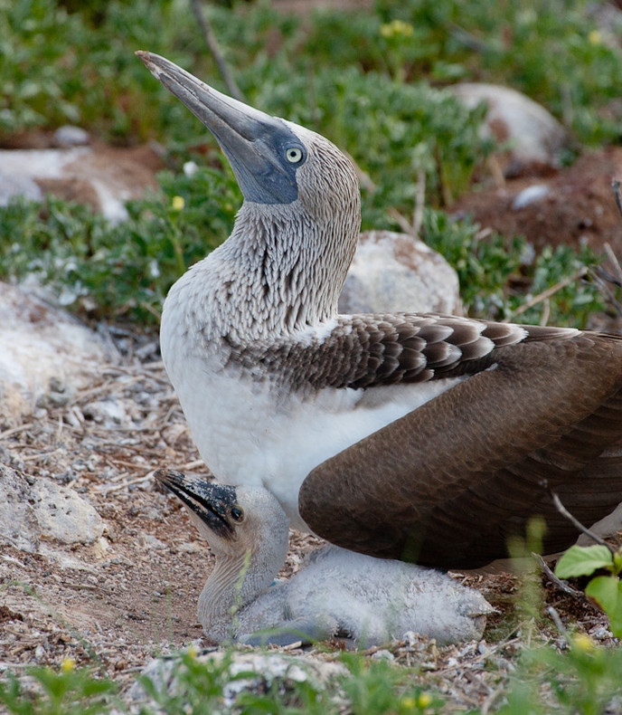 Blue-footed Boobie