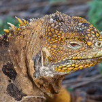 Land Iguana