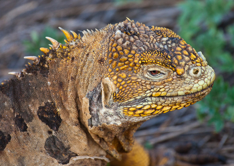 Land Iguana