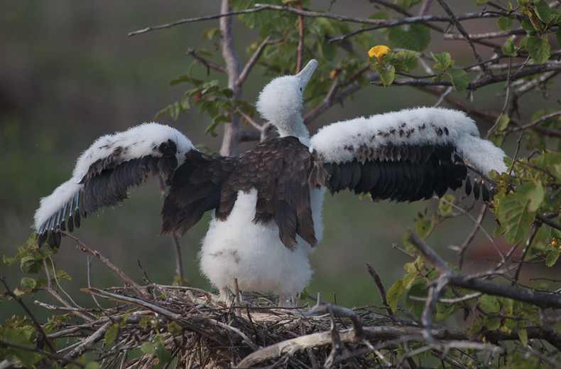 Frigate Bird