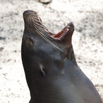 Sea lion