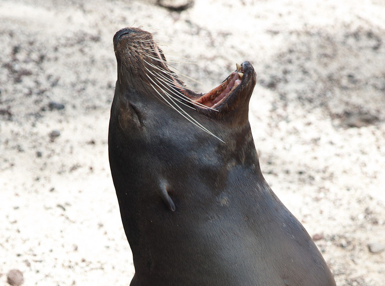 Sea lion