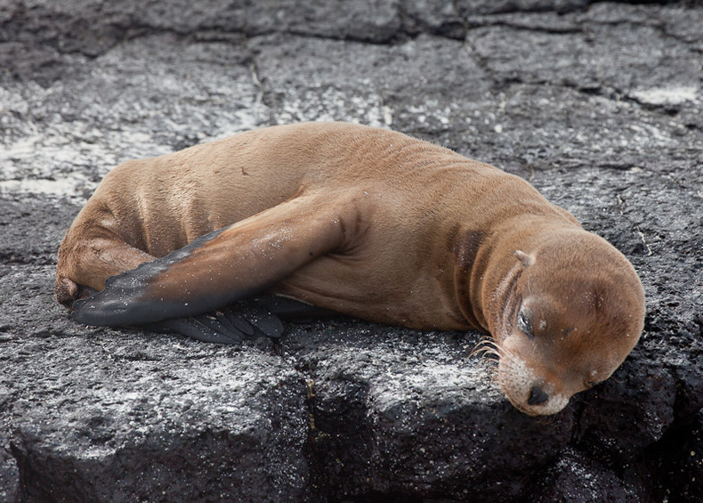 Sea lion