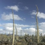 Desert Landscapes