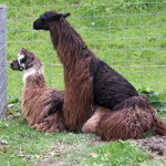 Llamas